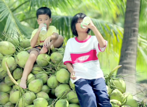 Children Harvesting Coconuts