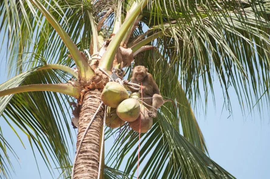 Monkey-Picking-Coconuts